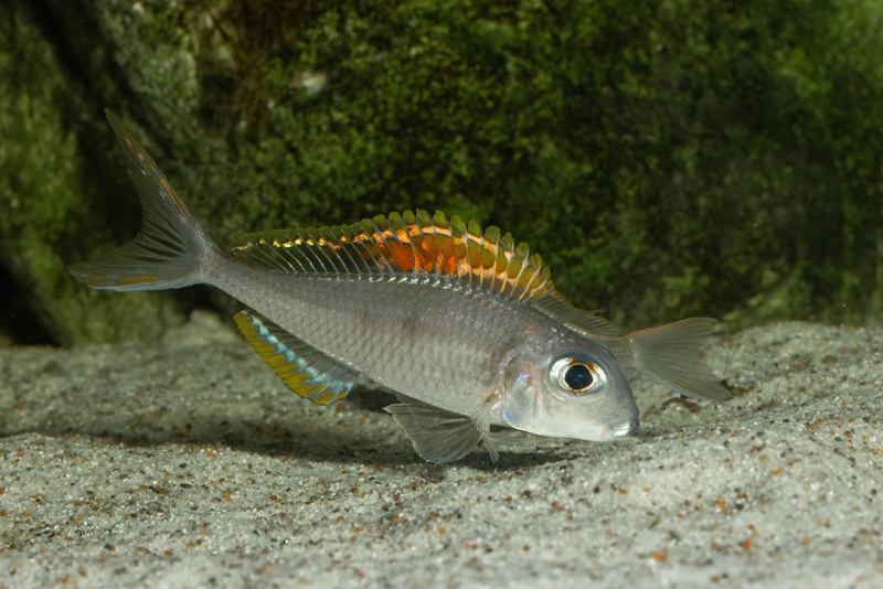 Xenotilapia nigrolabiata 'Chituta Bay'